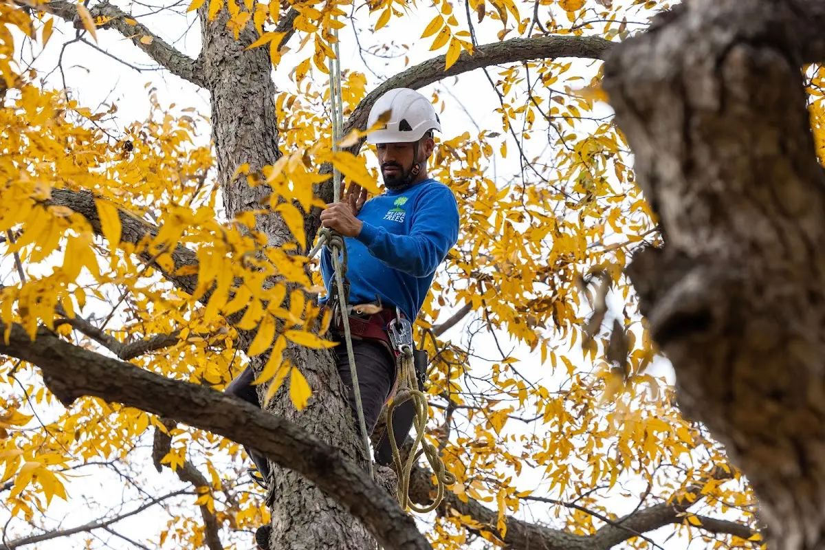 Skilled Tree Planing crew working in Chandler
