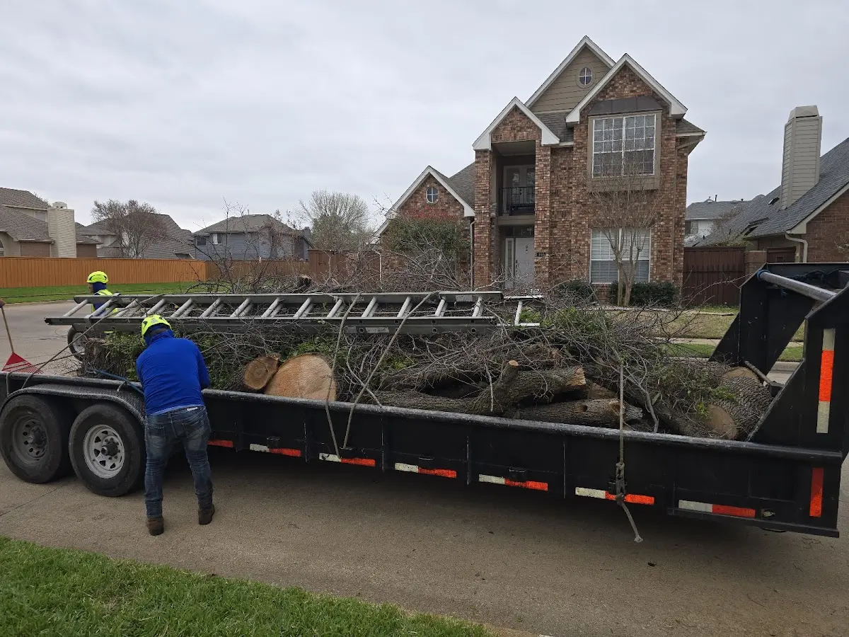 Expert Tree Removal with proper safety equipment in Chandler
